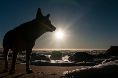 Alacakaranlıkta sahilde melez bir köpek, Şili kıyısı, Güney Amerika