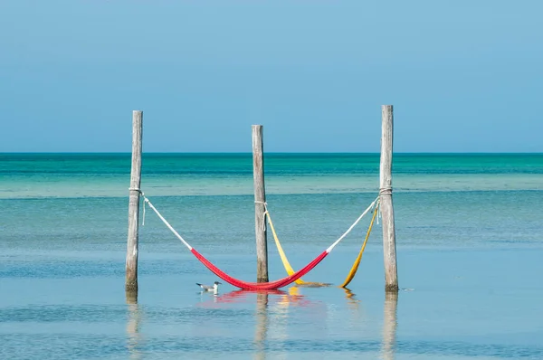 Holbox Adası 'ndaki Meksika Karayip Denizi üzerinde asılı hamaklar. Yakınlarda bir martı yüzüyor. Arka planda sakin deniz ve mavi gökyüzü