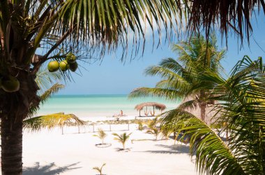 Tropik bahçe sahili okyanus manzarası, hepsi bir arada, Holbox adası, Meksika - dinlenmek için mükemmel bir yer.