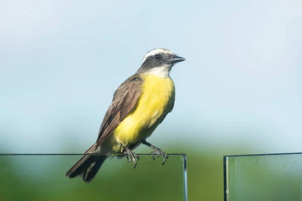 Büyük Kiskadee Pitangus sülfür Meksika 'da bir terasta kristal bir korkuluğa tünemişti.