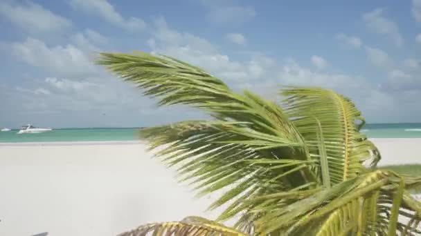 Liten Palm Tropisk Vit Sandstrand Vinden Flyttar Bladen Palmen Bakgrunden — Stockvideo
