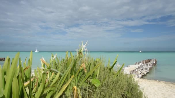 Plaża Karaibska Białym Piaskiem Zielona Roślinność Pobliżu Morza Katamaran Tle — Wideo stockowe