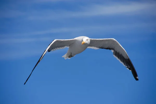 Seagull Flight Tittar Betraktaren Mås Utomhus Hav Flyga Frihet Närbild — Stockfoto