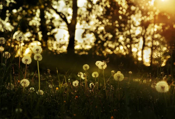 Dandelions batımında akşam ormanda