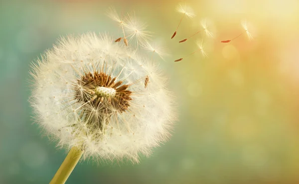 Dandelion with flying seeds on a beautiful luminous background with a bokeh