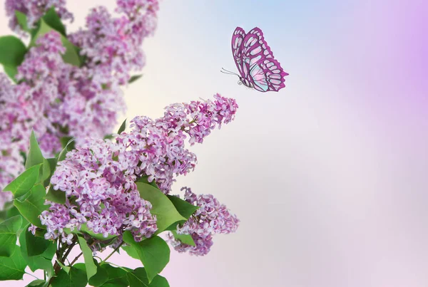 Hermoso fondo abstracto de primavera. Mariposa vuela a una flor lila . Imágenes de stock libres de derechos