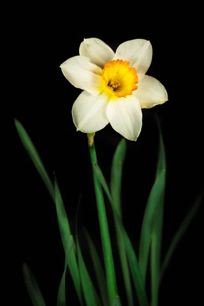Narciso flor aislado sobre un fondo negro Fotos de stock