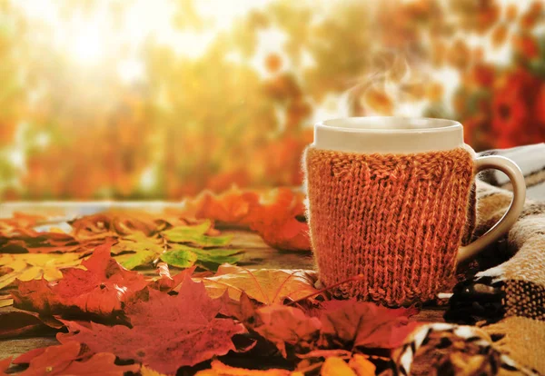 Чашка горячего напитка на красивом осеннем фоне — стоковое фото