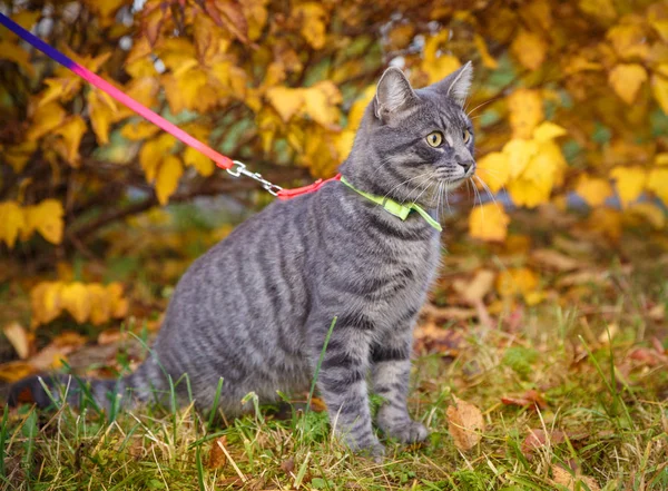 Lindo gato gris en un paseo en el parque de otoño Imágenes de stock libres de derechos