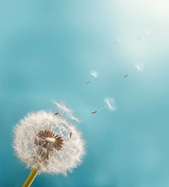 Dandelion se semeny, letící do nebe. Royalty Free Stock Obrázky