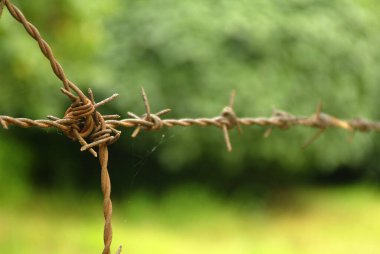 Doğada yeşil yapraklı eski tel çitler.