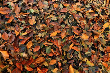 Türk Yedigolcu Sonbahar Yaprağı Güzel Manzara