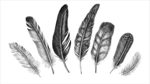 Freehand drawing quill. Tribal illustration of feathers. Isolated on white background in graphic style. — Stock Photo, Image