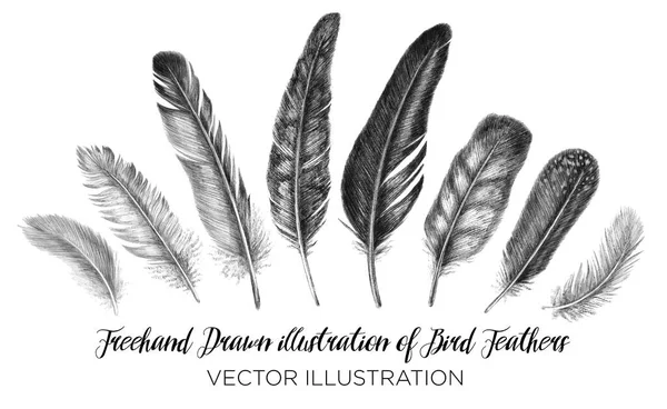 Plume à dessin à main levée. Illustration tribale des plumes vectorielles. Isolé sur fond blanc dans un style graphique . — Image vectorielle