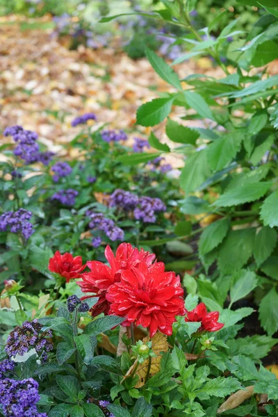 Dahlias Vermelhas Flor Temporada Outono Folhas Caídas Parque — Fotografia de Stock