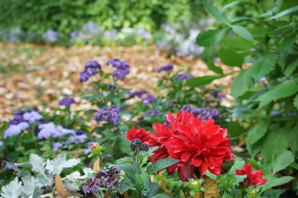 Red Dahlias Bloom Autumn Season Fallen Leaves Park — Stock Photo, Image