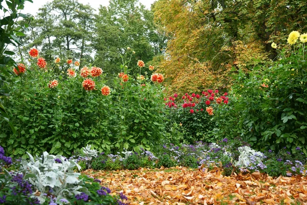 Colorate Dalie Fiore Foglie Cadute Autunno Parco — Foto Stock