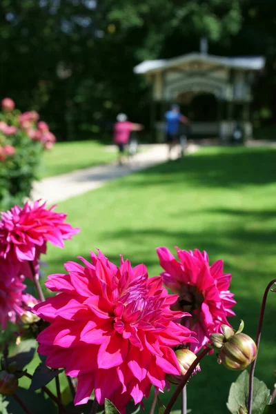 Dahlias Décoratifs Dans Une Nuance Profonde Rose Dans Parc Public — Photo