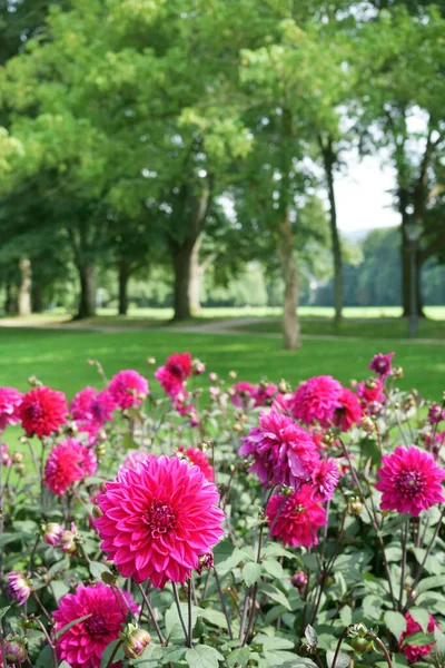 Dahlias Décoratifs Rose Pourpre Dans Parc Public Pelouse Arbres Arrière — Photo