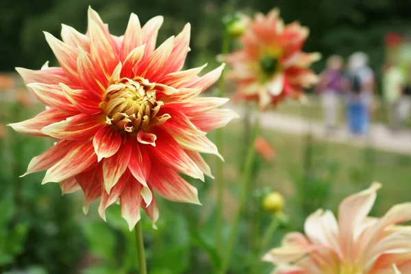 Close-up on a decorative orange Dahlia head named Bodacious. Blurred people and flowers in the background. Public park.