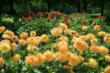 Yarı kaktüs Dahlias sarı turuncu renkli Ete Indien veya Hindistan Yazı ön planda. Arka planda Dahlias 'ın diğer türleri var. Güneş ışığı, arka plan.