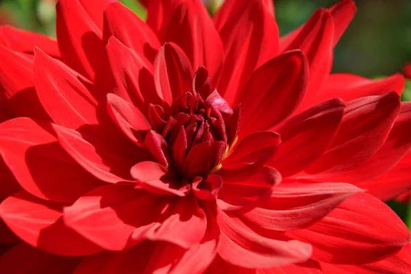 一个叫Elke 的红色装饰大丽花的特写 阳光照射下 — 图库照片