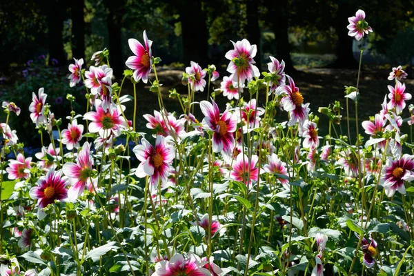 在公园里的单个小花Dahlias 花的颜色从深紫色到白色 — 图库照片