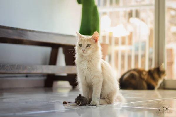 Little Cat Light Background — Stock Photo, Image