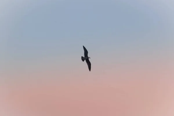 Птах літає в небі — стокове фото