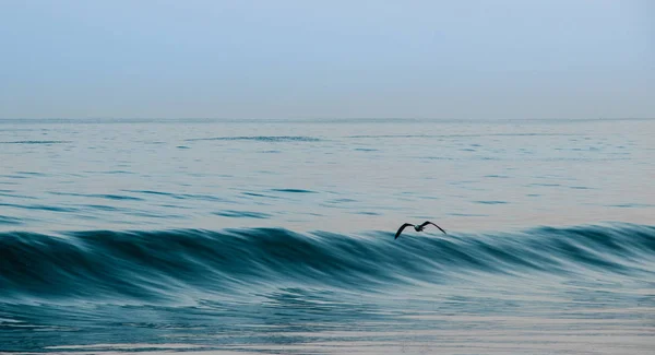 Gull Flying Waves — Stock Photo, Image