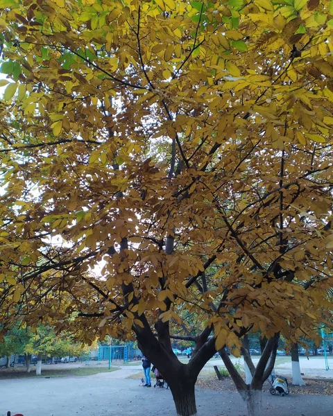 Arbres Jaunes Verts Automne Dans Ceinture Forestière Ville — Photo