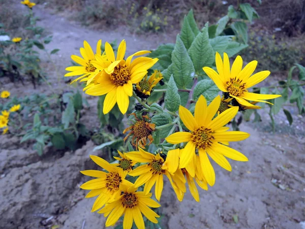 Yellow Flowers Autumn Park Helianthus Tuberosus — Stock Photo, Image