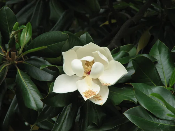 Magnolie Eine Große Weiße Blume Auf Einem Hintergrund Aus Blättern — Stockfoto
