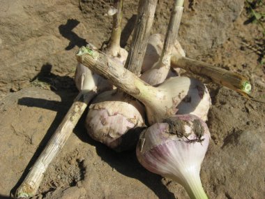 Kumun üzerinde çok sayıda sarımsak soğanı var.