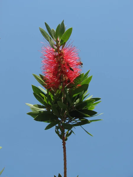 Rote Kallistemon Blume Mit Biene Auf Himmelshintergrund — Stockfoto