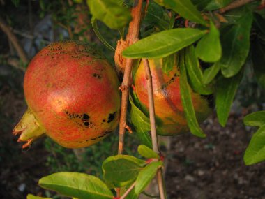 Bir dala yakın iki olgun nar.