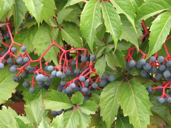 blue berries of wild grapes on a background of leaves close up