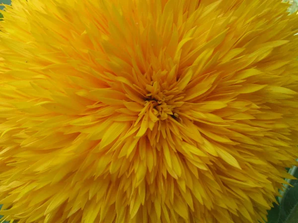 Yellow Sunflower Flower Close — Stock Photo, Image