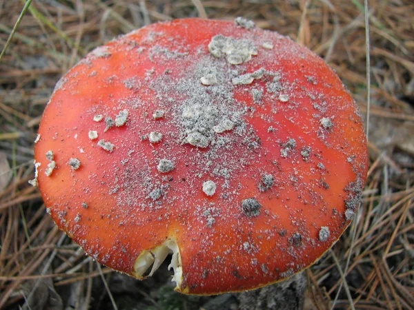 Шляпа Красной Аманиты Лесу Рядом — стоковое фото