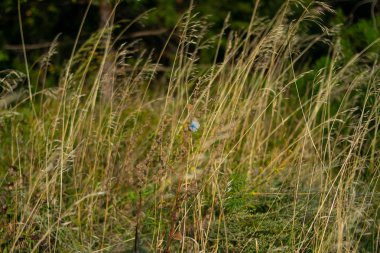 Sonbahar ormanlarında yürür