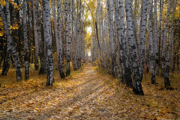 Walks Autumn Forest — Stock Photo, Image