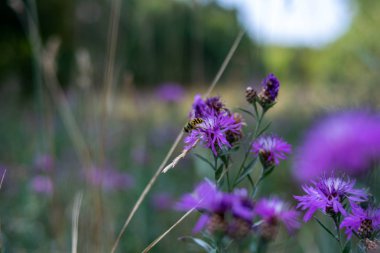 Bahçede ve vahşi doğada rahatlama