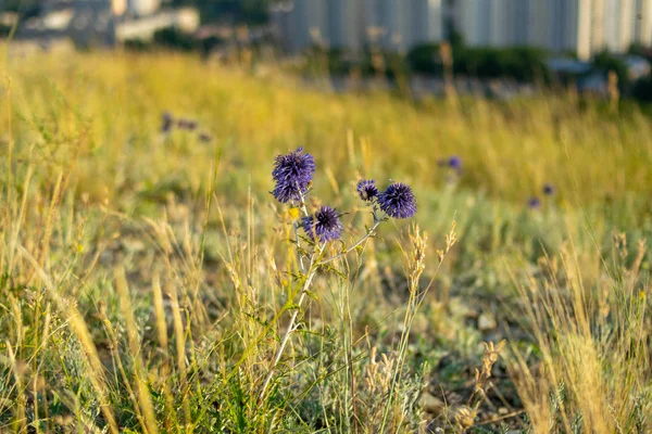 Relaxation Garden Wild — Stock Photo, Image