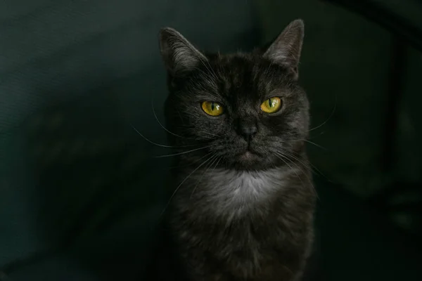 Černobílý Kočičí Portrét — Stock fotografie