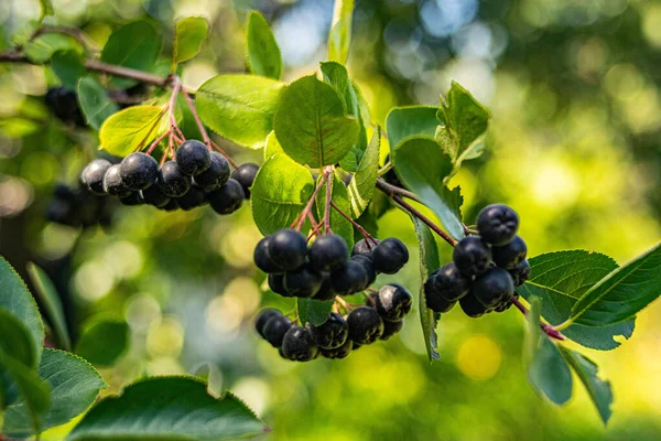 Aronia yaz meyveleri bahçede