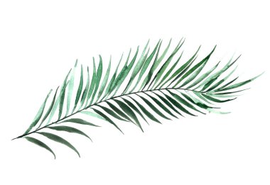 Watercolor botanical illustration. Palm leaf. Tropical nature design. clipart