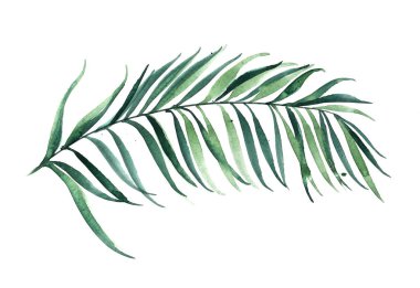 Palmiye ağacının yeşil yaprağı. Tropik yaprak tasarımı.