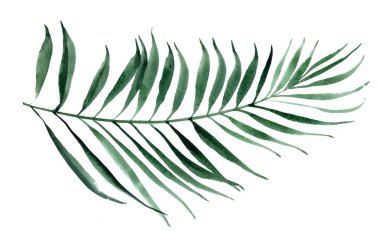 Palmiye yaprağı Tropik doğal tasarım. Suluboya çizimi.
