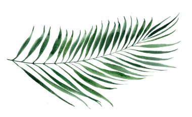 Yeşil tropikal yaprak. Suluboya çizimi. Tropik doğal tasarım.