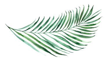 Palmiye yaprağının tropik suluboya çizimi. Doğal yeşil kumaş veya ambalaj tasarımı.